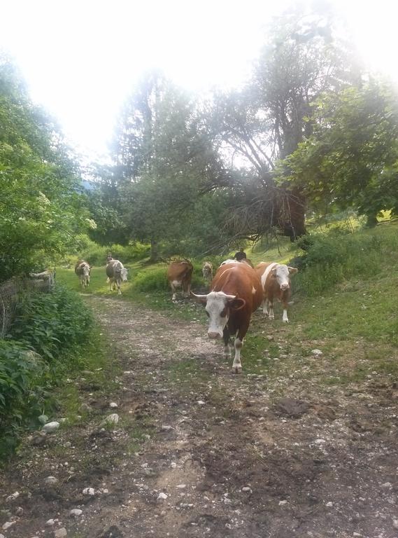 Apartmaji Matej Cvetek Bohinj Dış mekan fotoğraf